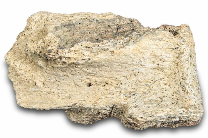 Hadrosaur Bone Section - Montana #287450